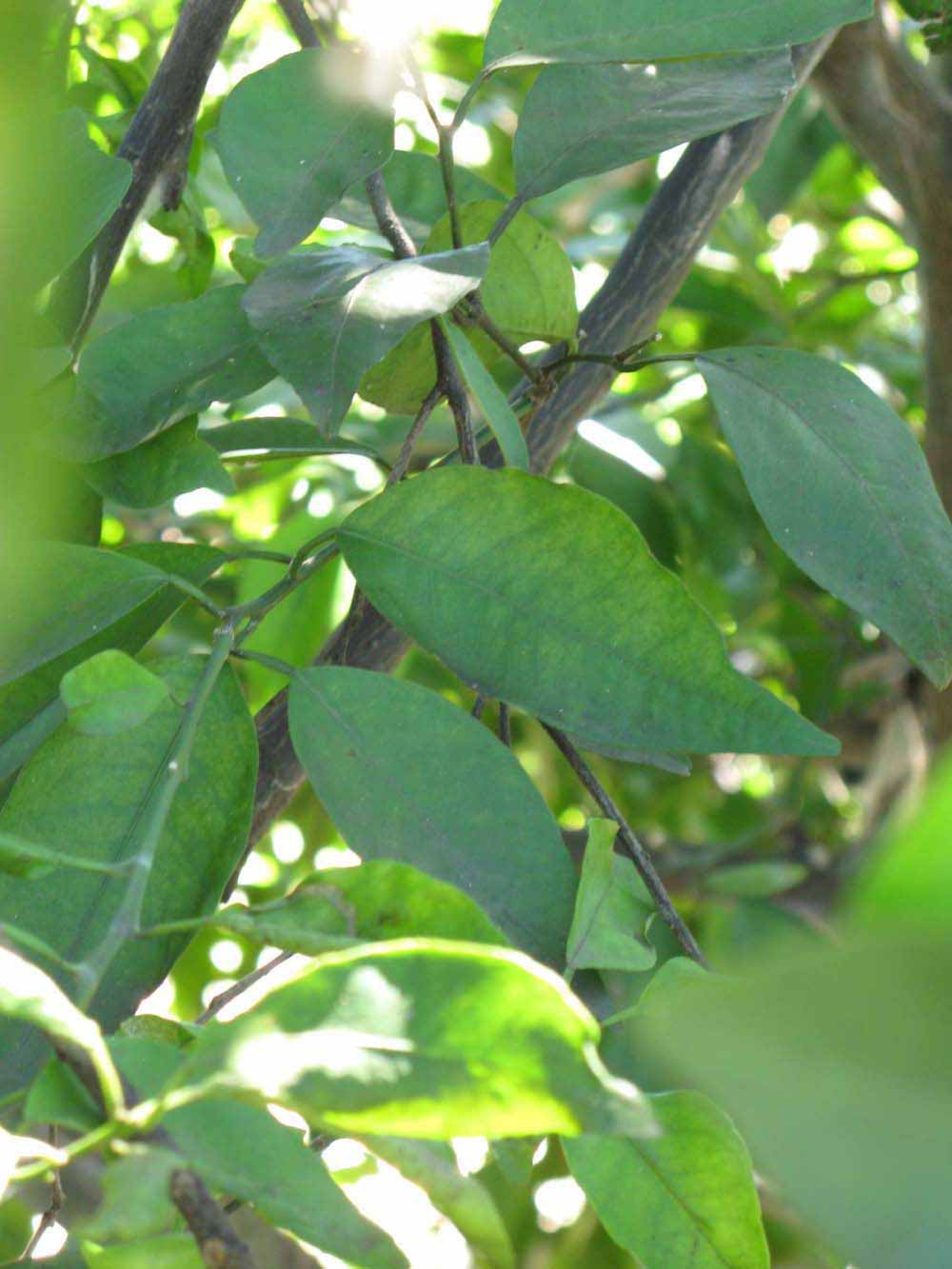              Shade leaves (Winter Haven, FL)       
